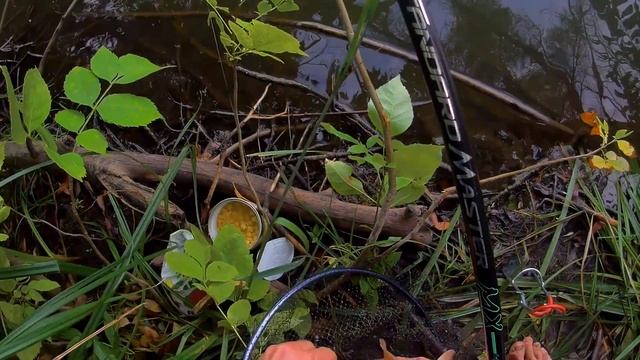 ТОРПЕДЫ КАРПЫ И КАРАСИ КРУТЯТ УДОЧКУ В ДУГУ!!! Рыбалка на карпа и карася на поплавочную удочку смотреть онлайн