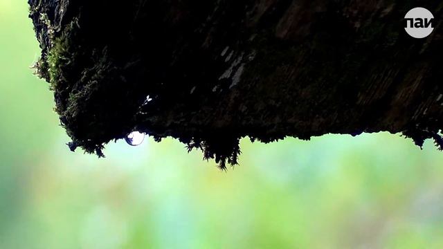 Реконструкция ансамбля псковского Кремля смотреть онлайн