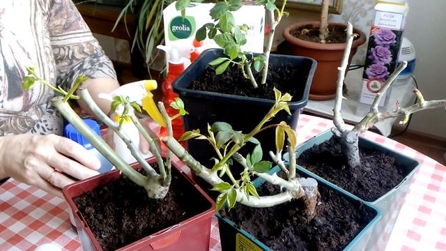 Розы в коробках из Леруа, до посадки в сад. смотреть онлайн