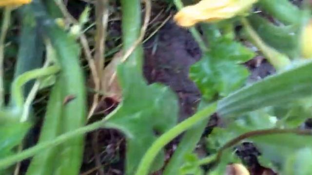 76.# МОЁ ВОСКРЕСЕНЬЕ, СОБРАЛА УРОЖАЙ, ЗАМОРАЖИВАЮ ПЕРЕЦ, БЛЮДО ИЗ ЦВЕТНОЙ КАПУСТЫ И БРОККОЛИ. смотреть онлайн