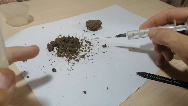 Муравьи лазиус имбратус посадка коканов// Lasius umbratus. смотреть онлайн