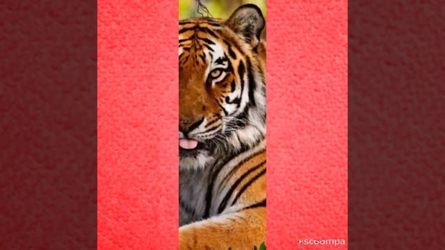 Топ 5 красивых диких кошек смотреть онлайн
