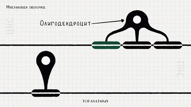 Нейроглия: строение и функции смотреть онлайн