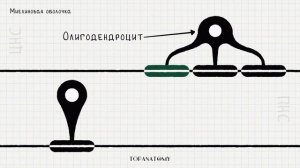Нейроглия: строение и функции