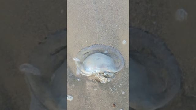 БЕРЕГ НИЗКОГО ПЕСЧАНОГО ЗАЛИВА ЧЕРНОГО МОРЯ В АНАПЕ - ЯНВАРЬ 2022 ГОДА. смотреть онлайн