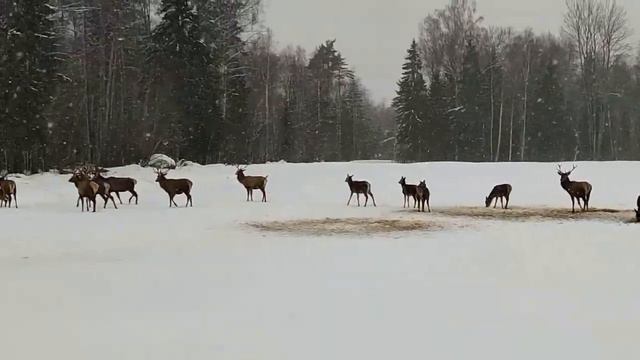 Лепешка с начинкой. Рулет из того..что было. В мире животных. Ляп. Что за агрегат? смотреть онлайн