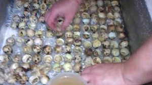 Вылуп перепелов в самодельном инкубаторе с переворотом