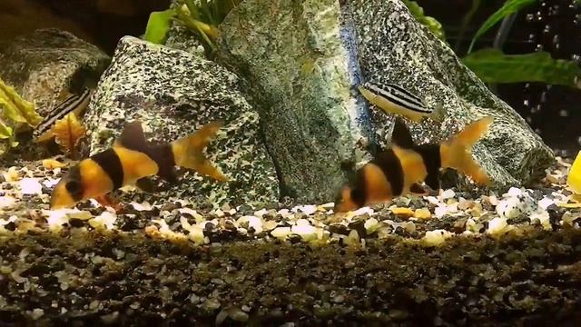 Аквариумный сом Боция клоун смотреть онлайн