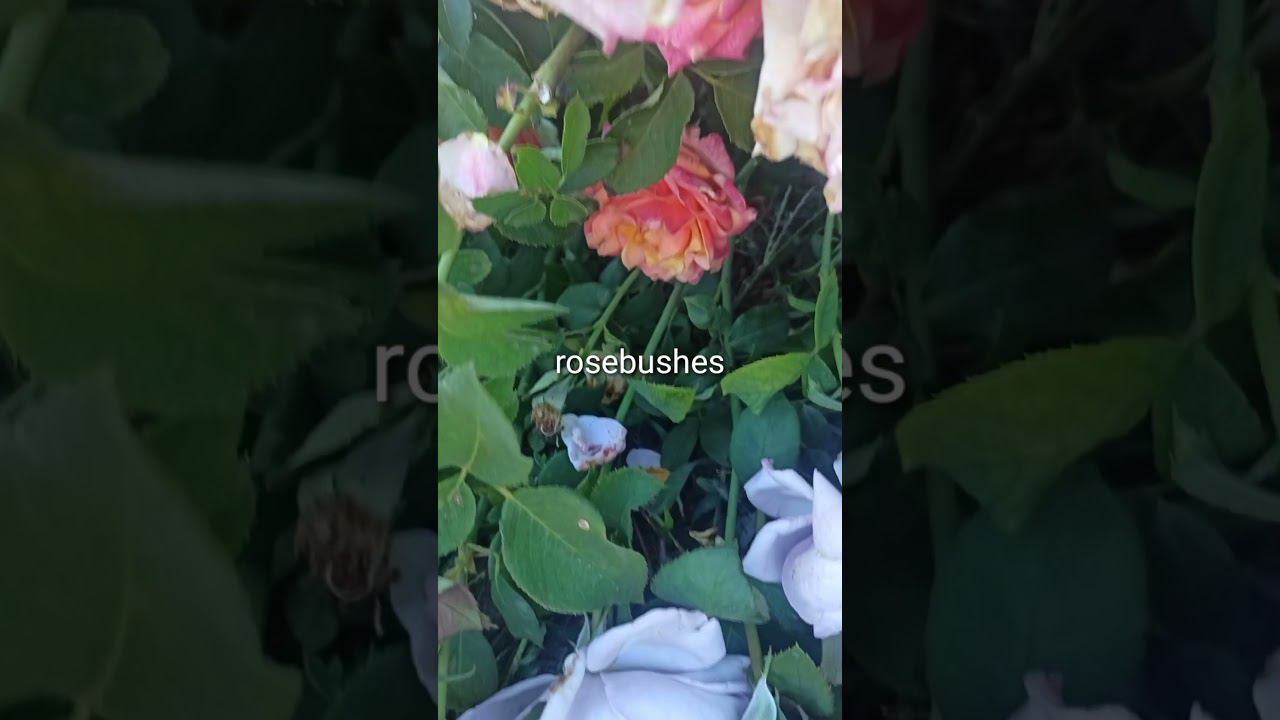 сборка заказов https://rose-bushes.ru/ смотреть онлайн