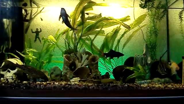 Аквариум в доме,кормление рыб! смотреть онлайн