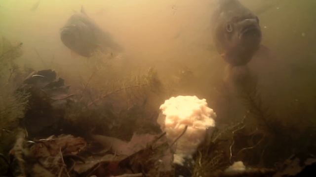 Прикормка за 3 РУБЛЯ на Карася, Карпа, Леща. Подводная съемка смотреть онлайн