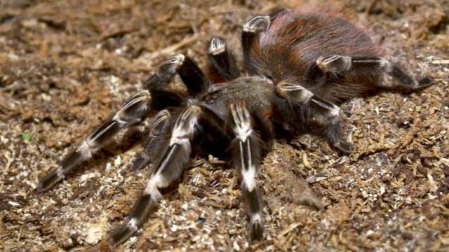 12 World's Largest Spiders смотреть онлайн