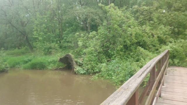 5.06.2020 Яуза Чайки Деревья Бордюры) смотреть онлайн