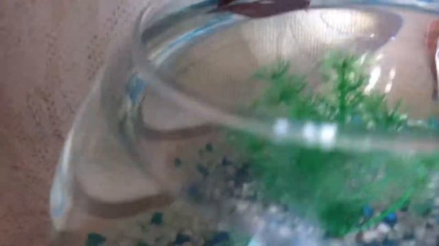 Рыбка Петушок что-то случилось( смотреть онлайн