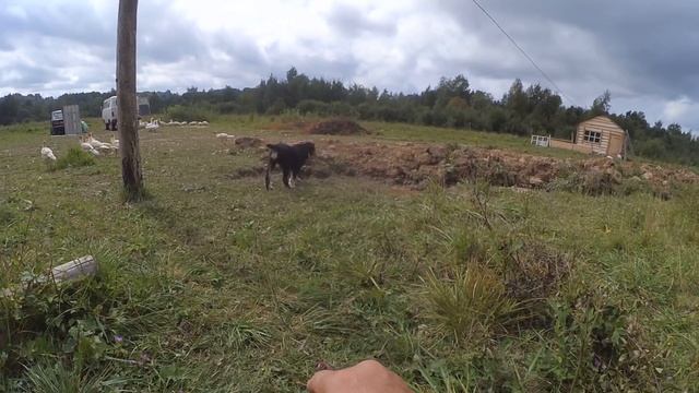 Вольное содержание кроликов // продолжение // хутор Загайки смотреть онлайн