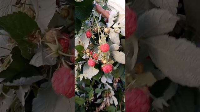 Огород в октябре, что ещё растёт и плодоносит. Краснодарский край. смотреть онлайн