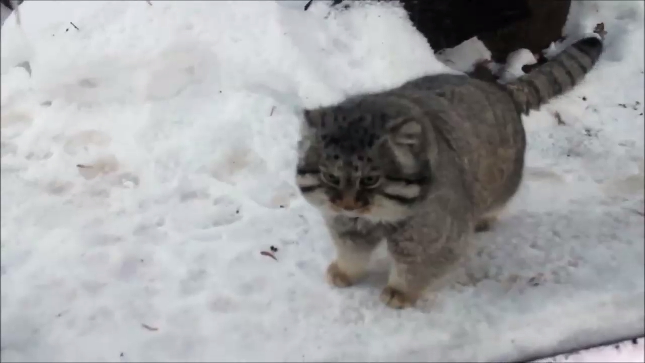 Манул в легком шоке от снега смотреть онлайн