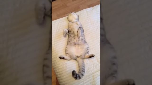 Жулик ты живой смотреть онлайн