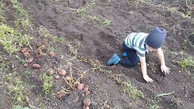 Копаем картошку мотоблоком. Ягодное. 09.2019 смотреть онлайн