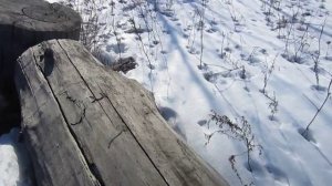 Колода для пчел из бревна своими руками (1 часть)