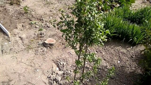Глициния,гибискус-отрицательный опыт смотреть онлайн