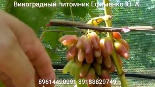 виноград Зевс