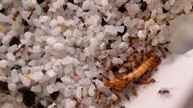 Myrmica rubra против мучного червя смотреть онлайн