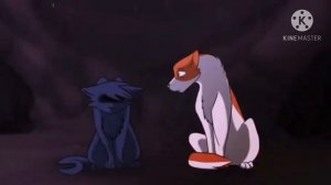 Коты Воители Остролистая/ клип заново