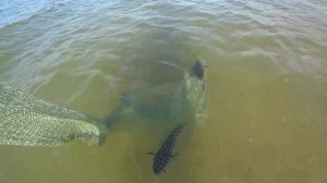 Как ловить ПЕЛЕНГАСА? ??? Азовское море. Бердянск...?