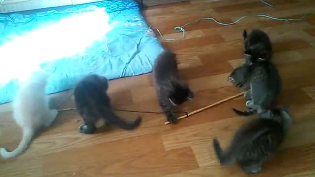 Продаю котят недорого смотреть онлайн