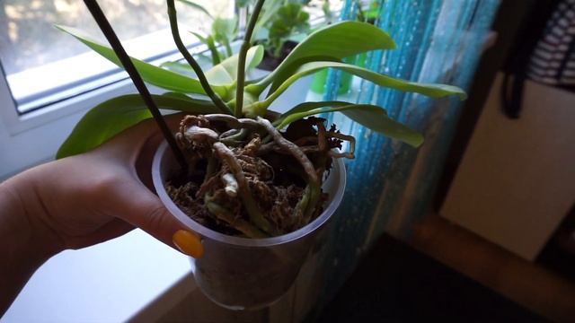 ЛИОДОРО. Моя любимая орхидея! смотреть онлайн