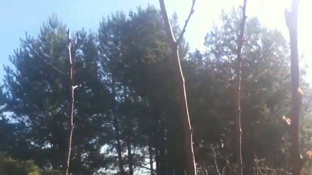 Саженец абрикоса из косточки смотреть онлайн