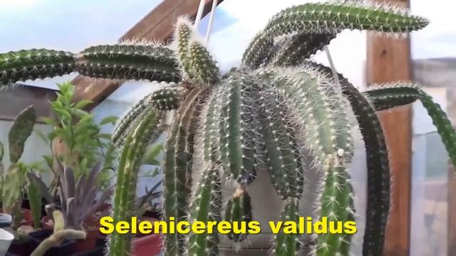 The Plant Traveller: Selenicereus  Validus  And Epicactus  #epiphyte #cacti