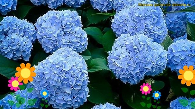 Гортензия крупнолистная Форевер Евер Блю. Краткий обзор hydrangea macrophylla Forever ever blue смотреть онлайн