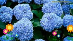 Гортензия крупнолистная Форевер Евер Блю. Краткий обзор hydrangea macrophylla Forever ever blue