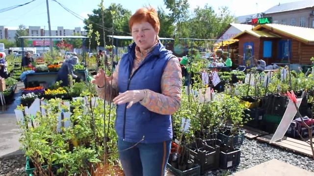 10 Выбор и посадка яблонь смотреть онлайн