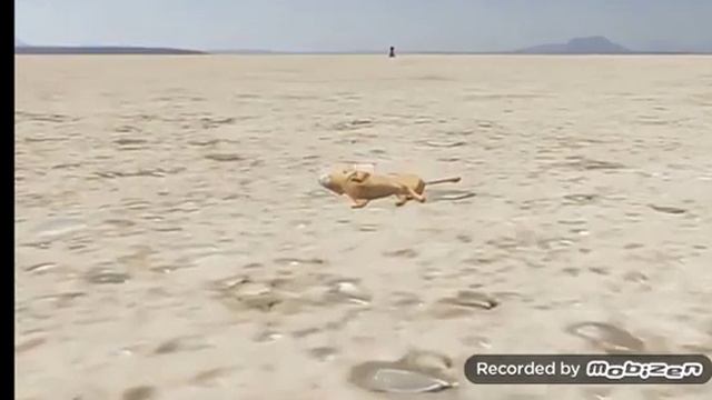 Львумба ( данный ролик был создан Для пародии Спасибо)) смотреть онлайн