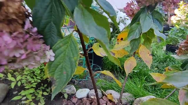 Об обрезке метельчатых гортензий ✂️ Как я формирую каркас у молодых саженцев ?? смотреть онлайн