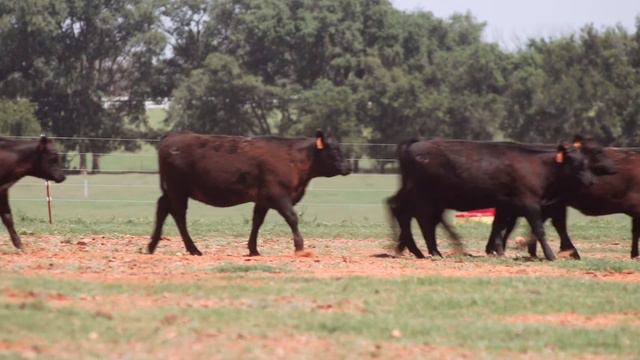 2015 6 30 AgroLiquid TV spots Real Ranchers Clay Burtrum смотреть онлайн