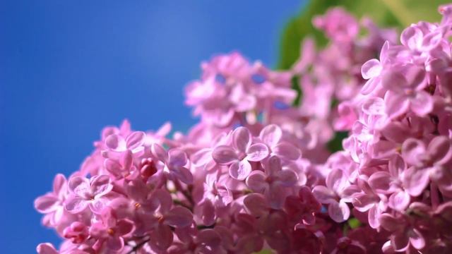 Дарим весеннее настроение! "Сирень" от Марии Некалиной смотреть онлайн