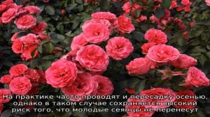 Как вырастить розу из семян