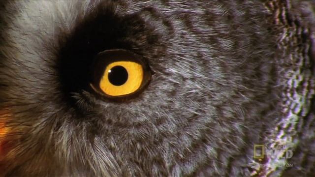 Самые опасные животные: Бородатая неясыть смотреть онлайн