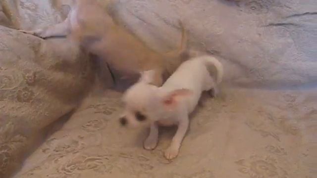 Щенки п-к МИНИ ЧУДО смотреть онлайн