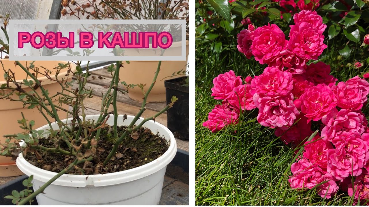 Отказалась от однолетников и выращиваю РОЗЫ в кашпо | Пересаживаю в большую ёмкость смотреть онлайн