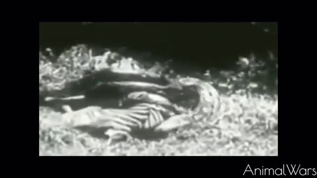 Jaguar Vs Giant Anaconda Python Vs Tiger Python Vs Leopard 3 Videos смотреть онлайн