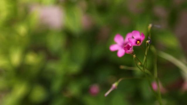 Time Lapse Flower Opening смотреть онлайн