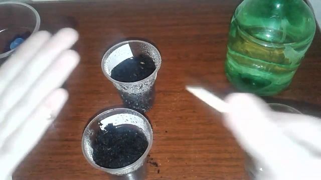 Как посадить кактус из семян смотреть онлайн