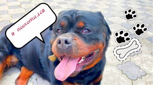 Ротвейлер поохотился и спрятал добычу