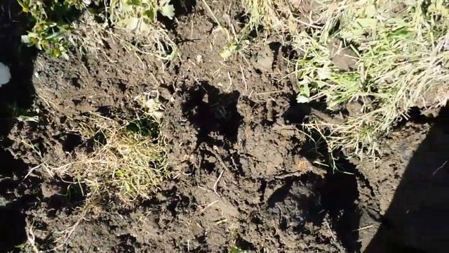 Копаю ПРУДИК, ДОБЫВАЮ ТОРФ! Жизнь в ДЕРЕВНЕ! смотреть онлайн