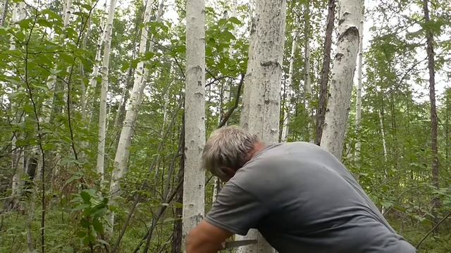 Снятие бересту смотреть онлайн